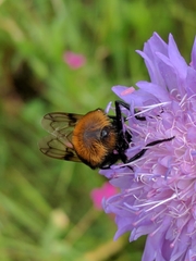 Volucella bombylans