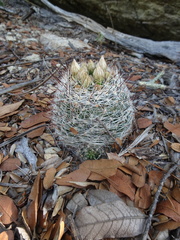 Mammillaria barbata