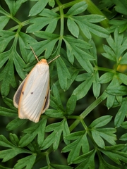 Cybosia mesomella