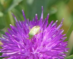 Closterotomus norwegicus