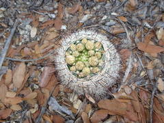 Mammillaria barbata