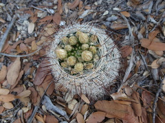 Mammillaria barbata