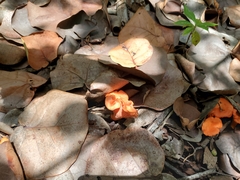 Cantharellus coccolobae
