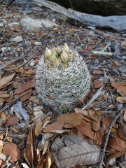 Mammillaria barbata