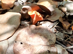 Cantharellus coccolobae