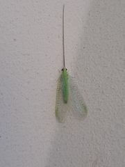 Ceraeochrysa lineaticornis