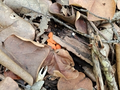 Cantharellus coccolobae