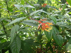 Palicourea croceoides