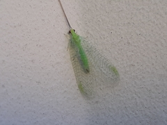 Ceraeochrysa lineaticornis