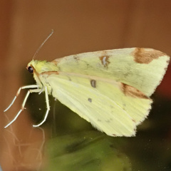 Opisthograptis luteolata
