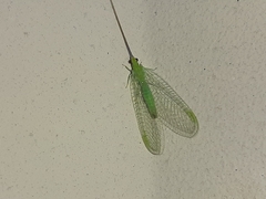 Ceraeochrysa lineaticornis