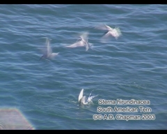 Sterna hirundinacea