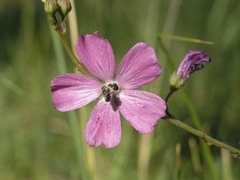 Sidalcea neomexicana
