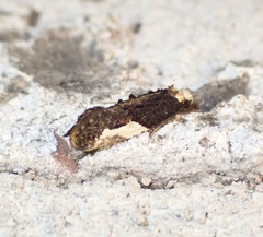 Monopis longella