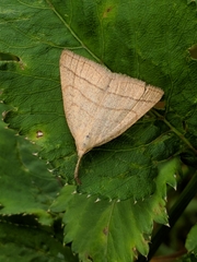 Polypogon tentacularia