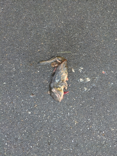 Eastern Chipmunk photographed in New Hampshire