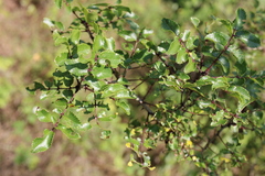 Zanthoxylum hirsutum