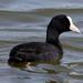 Hawaiian Coot - Photo (c) Caleb Slemmons, some rights reserved (CC BY-NC)