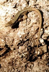 Darevskia portschinskii