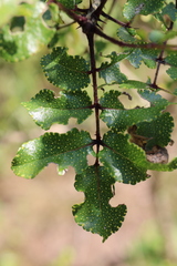 Zanthoxylum hirsutum