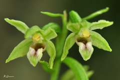 Epipactis exilis