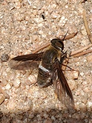 Exoprosopa rostrifera