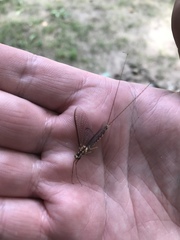 Hexagenia atrocaudata