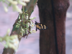 Methona themisto themisto