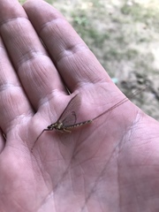 Hexagenia atrocaudata