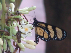 Methona themisto themisto