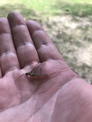 Hexagenia atrocaudata