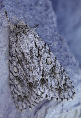 Acronicta aceris