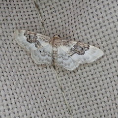 Idaea rusticata