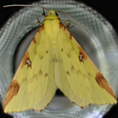 Opisthograptis luteolata