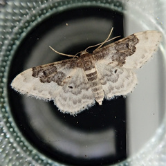 Idaea rusticata