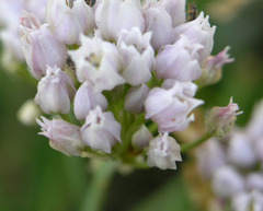 Allium geyeri