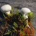 Fen Puffball - Photo (c) Иван Матершев, some rights reserved (CC BY-NC), uploaded by Иван Матершев