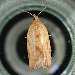 Epiphyas postvittana