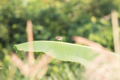 Cisticola erythrops