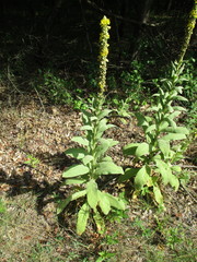 Verbascum thapsus