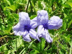 Ruellia geminiflora