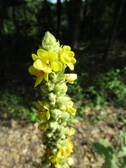 Verbascum thapsus