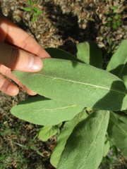 Verbascum thapsus