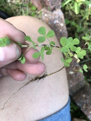 Trifolium dubium