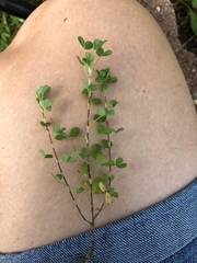 Trifolium dubium