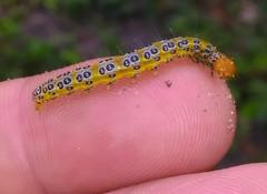 Epicorsia oedipodalis