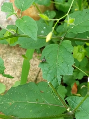 Rhagoletis striatella