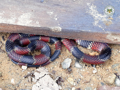 Micrurus steindachneri