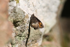 Hipparchia neomiris