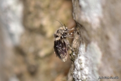 Lepiseodina rothschildi